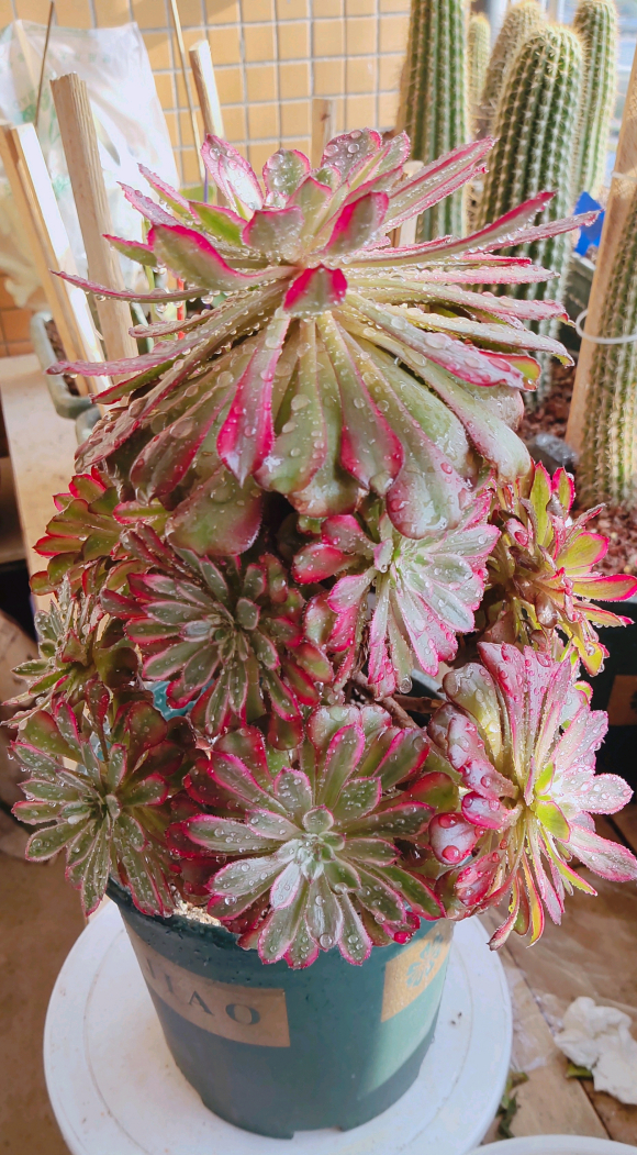 黑法师开花是好还是坏正确做法赶紧掐掉开完花就死