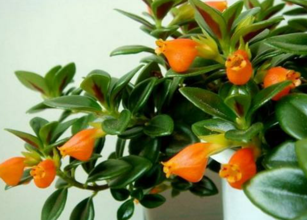 金鱼吊兰这样养枝繁叶茂根系壮春天有鱼赏