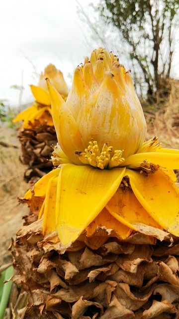这种莲花浑身金黄竟然长在地里真神奇
