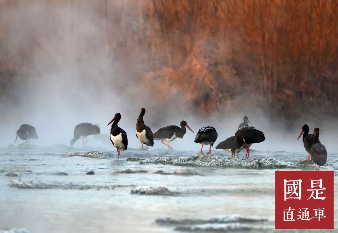 【国是直通车】野生动物，吃还是不吃，谁说了才算？