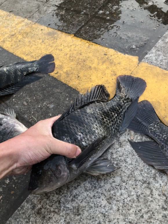 河里的"非洲鲫鱼"成灾,一两斤一条,却黑得吓人,能吃吗?