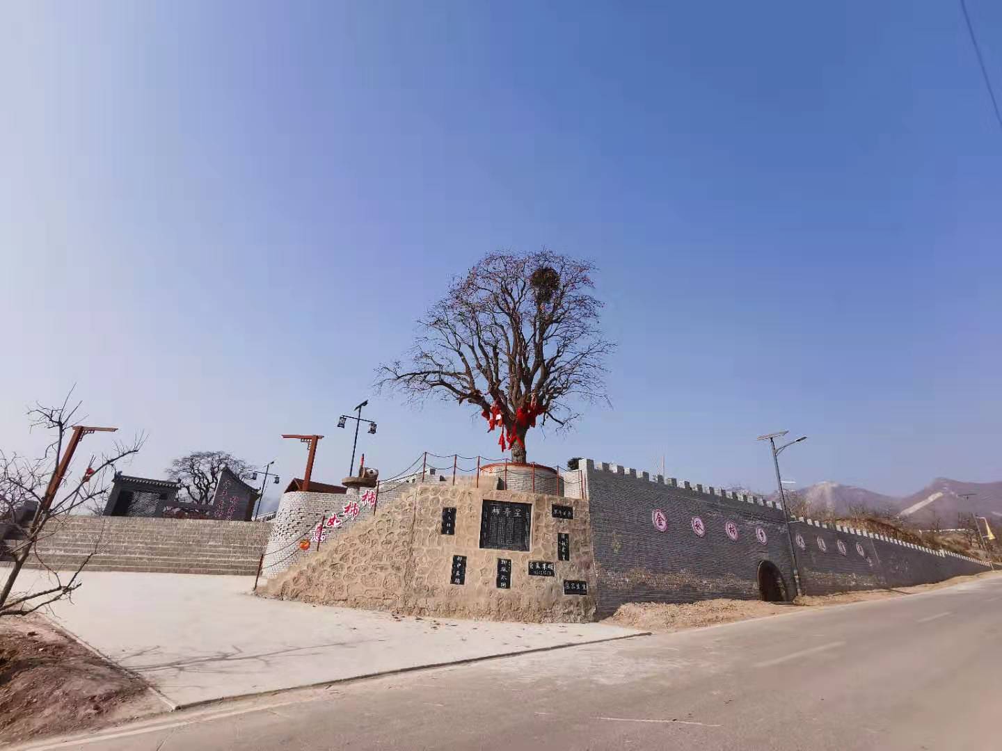 富平曹村镇一株千年柿子树