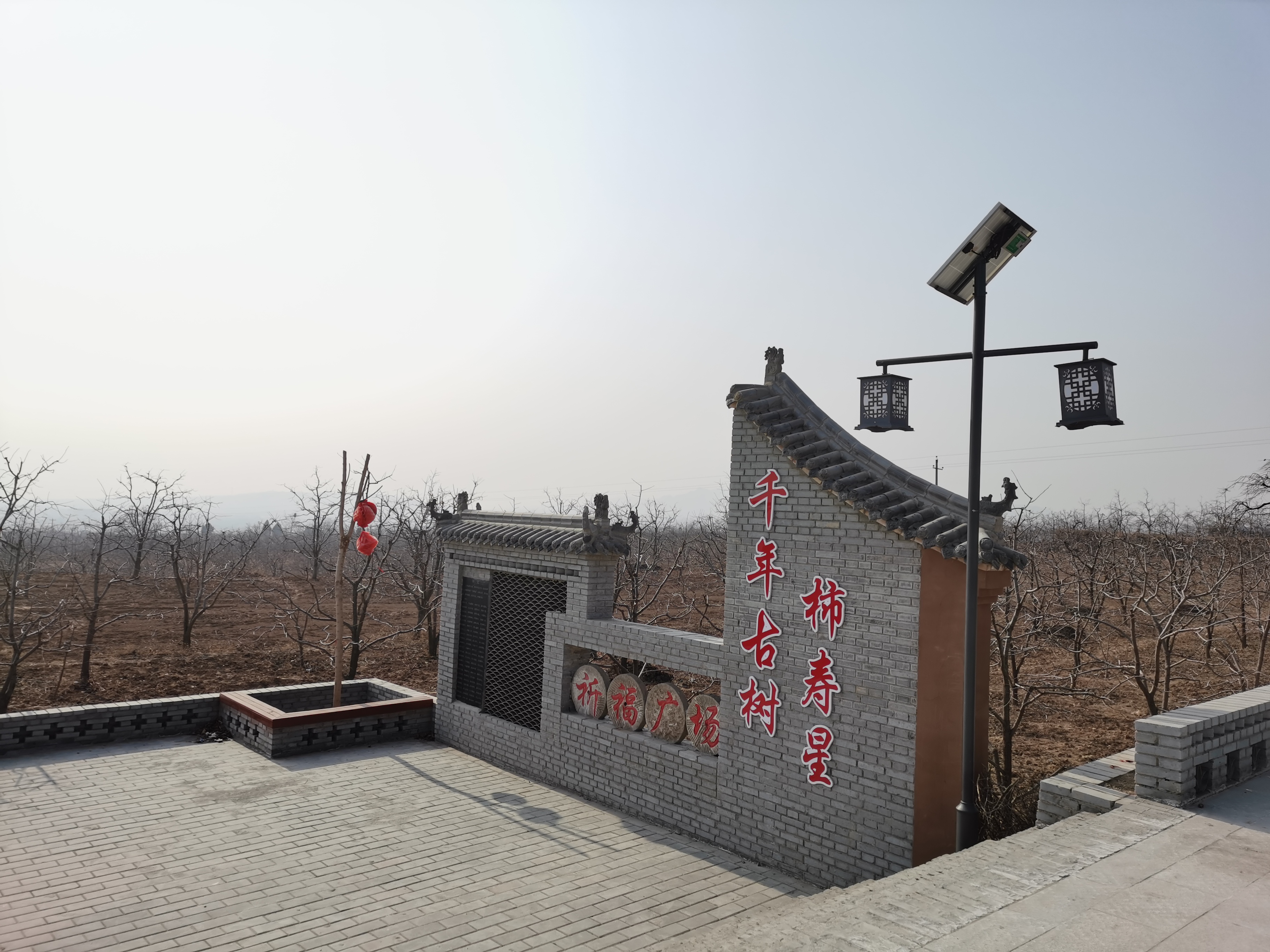 富平曹村镇一株千年柿子树