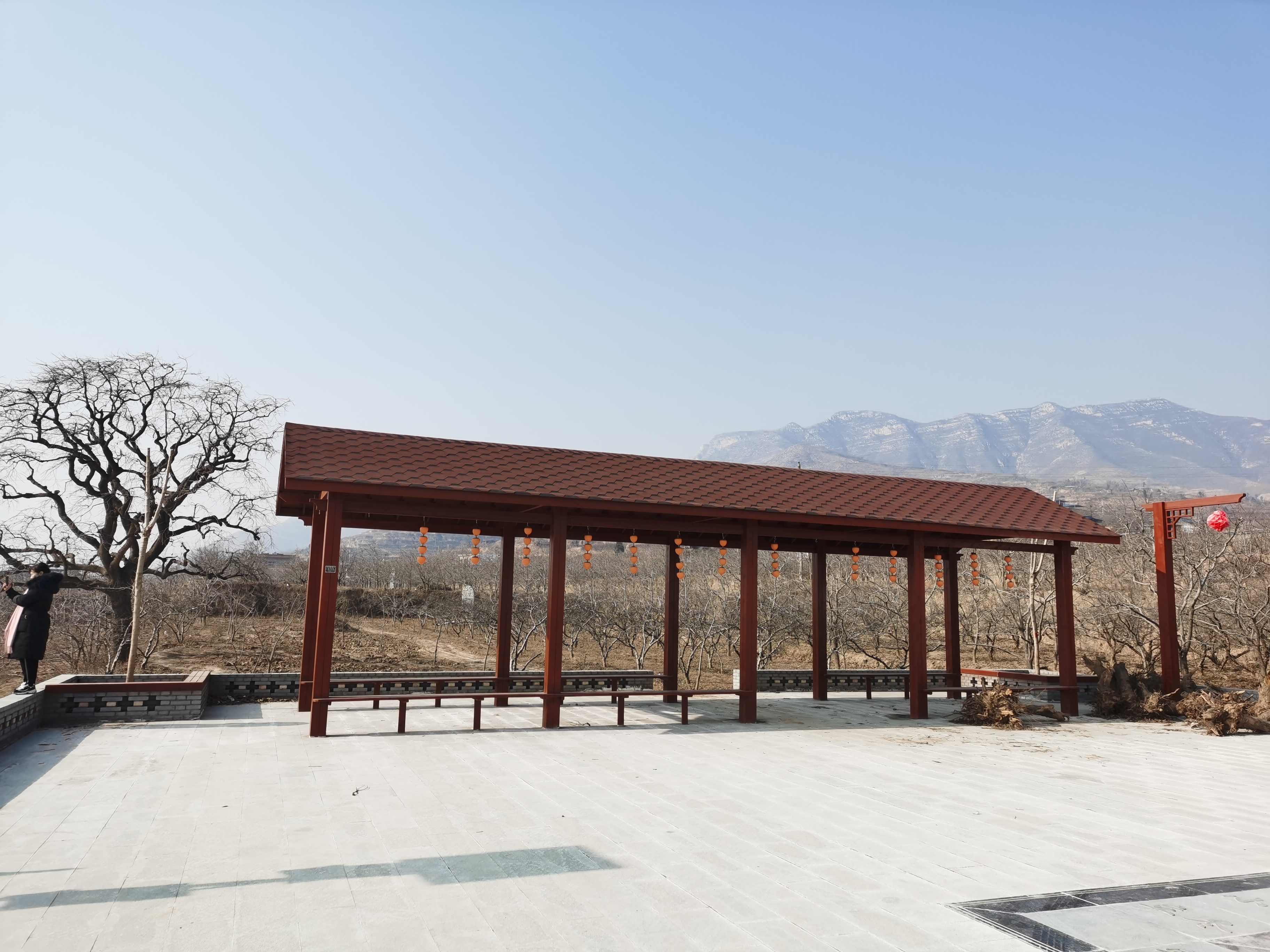 富平曹村镇一株千年柿子树