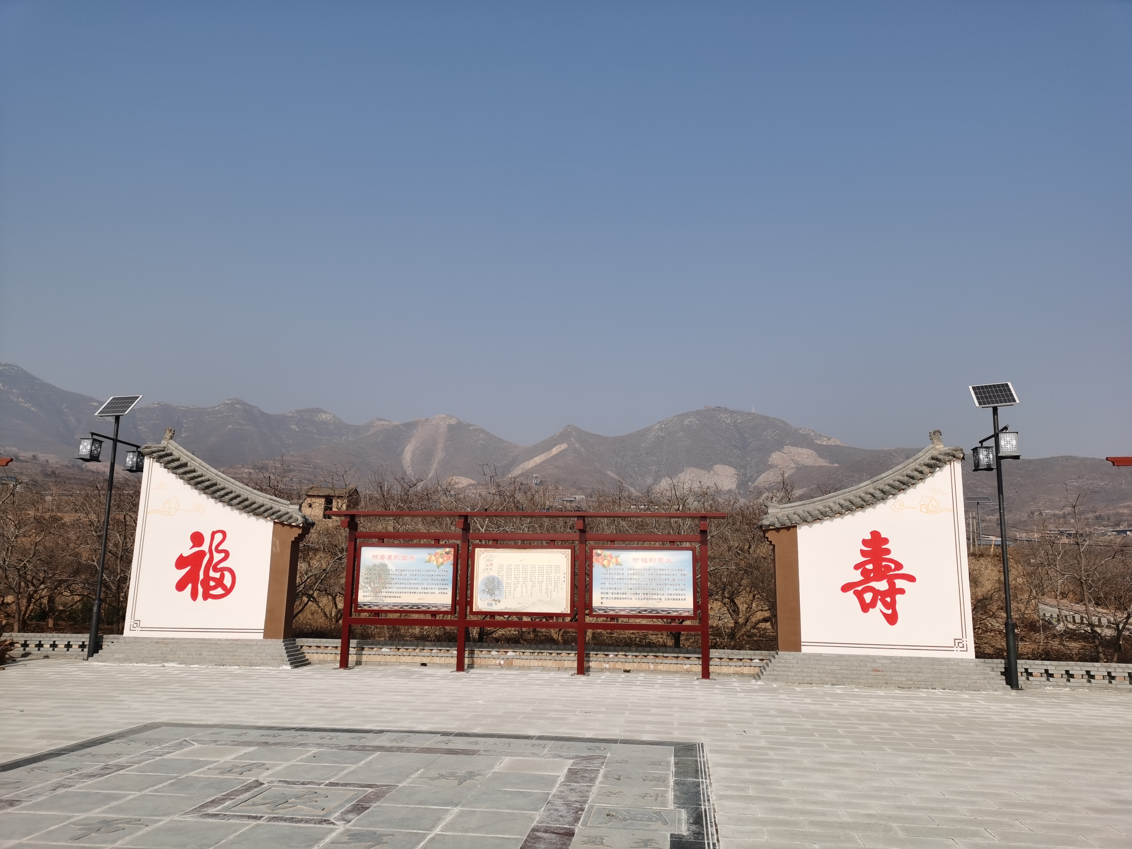 富平曹村镇一株千年柿子树