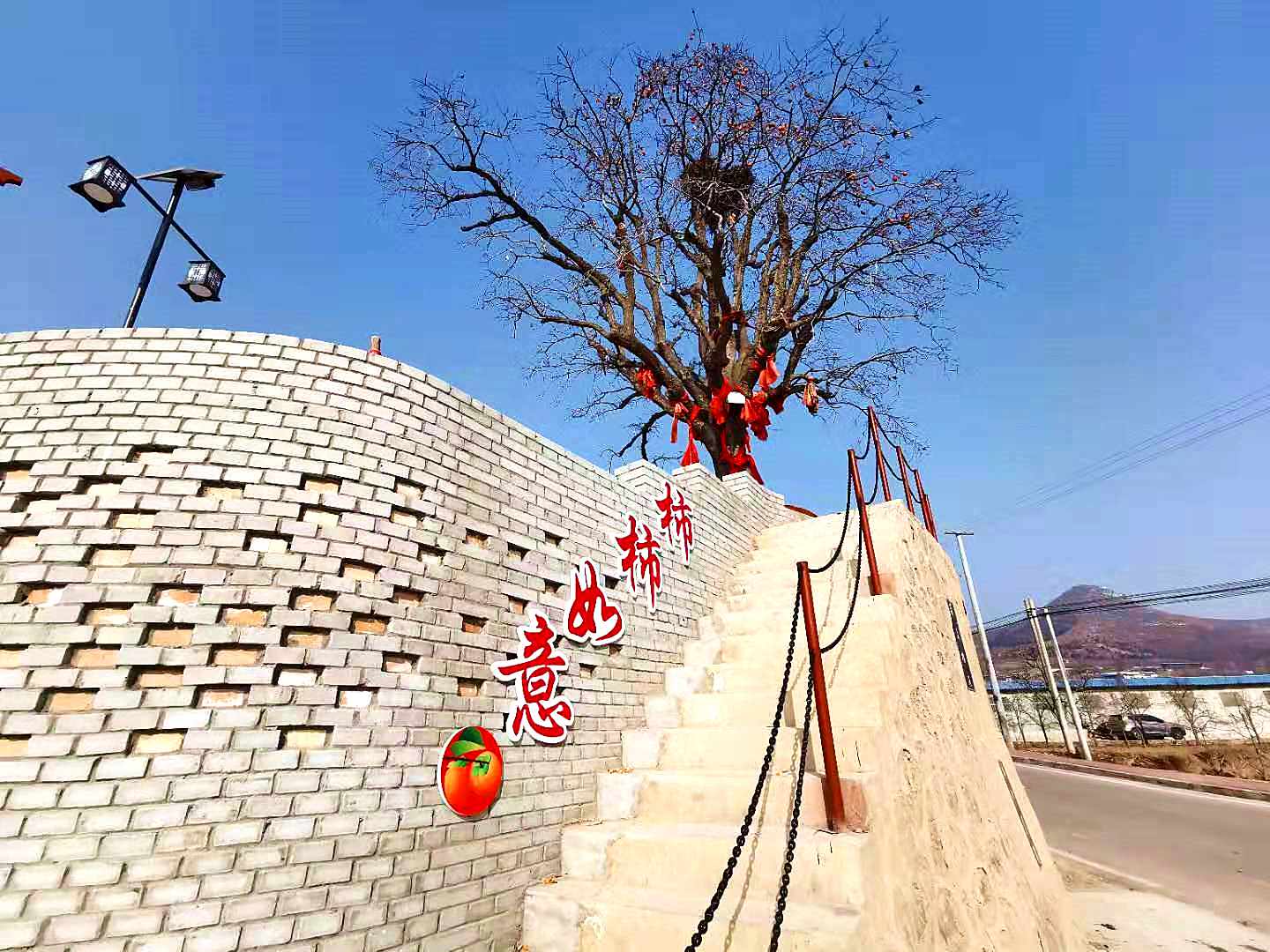 富平曹村镇一株千年柿子树