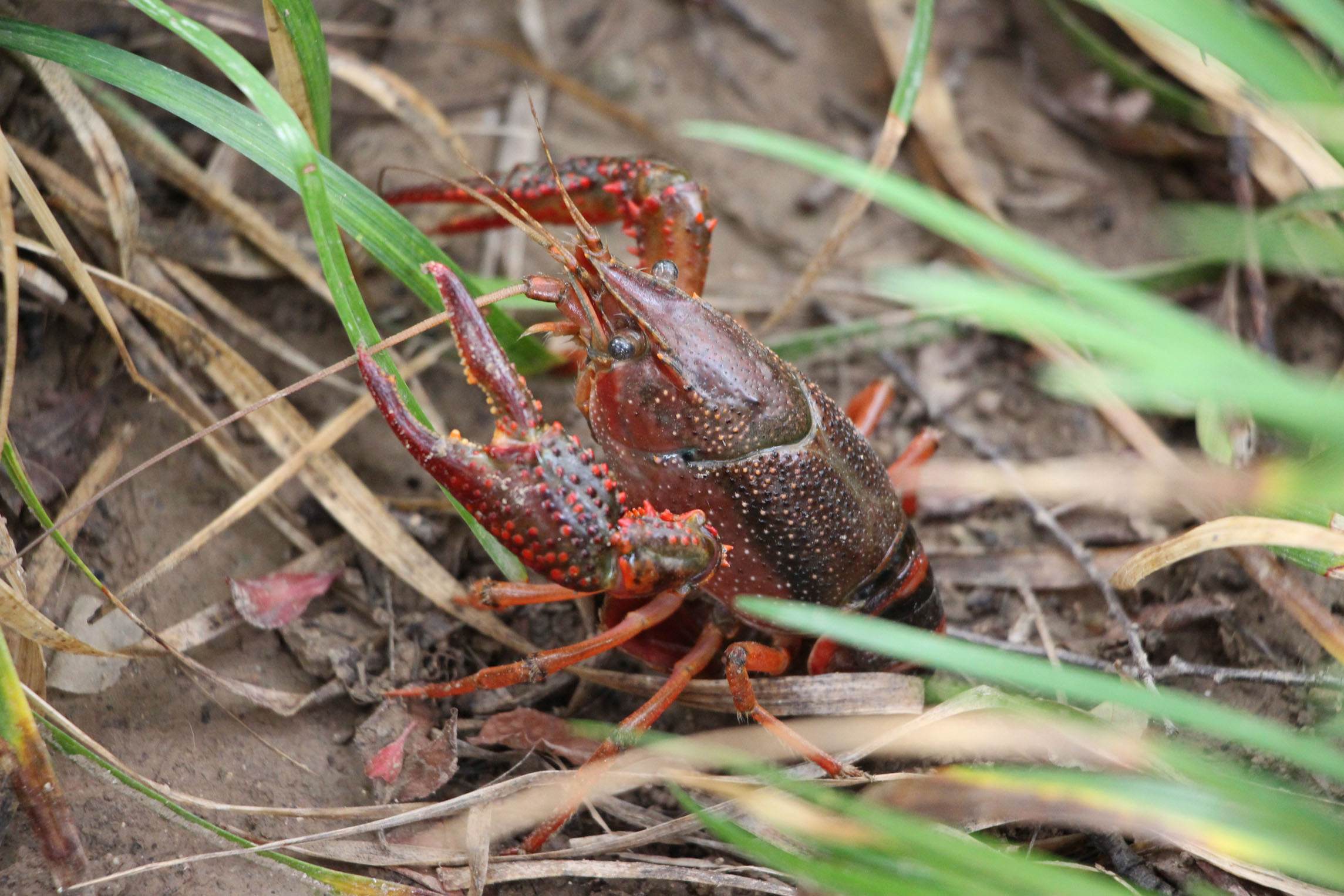 水草为什么会枯萎小龙虾养殖户如何管理答案在这篇文章里面