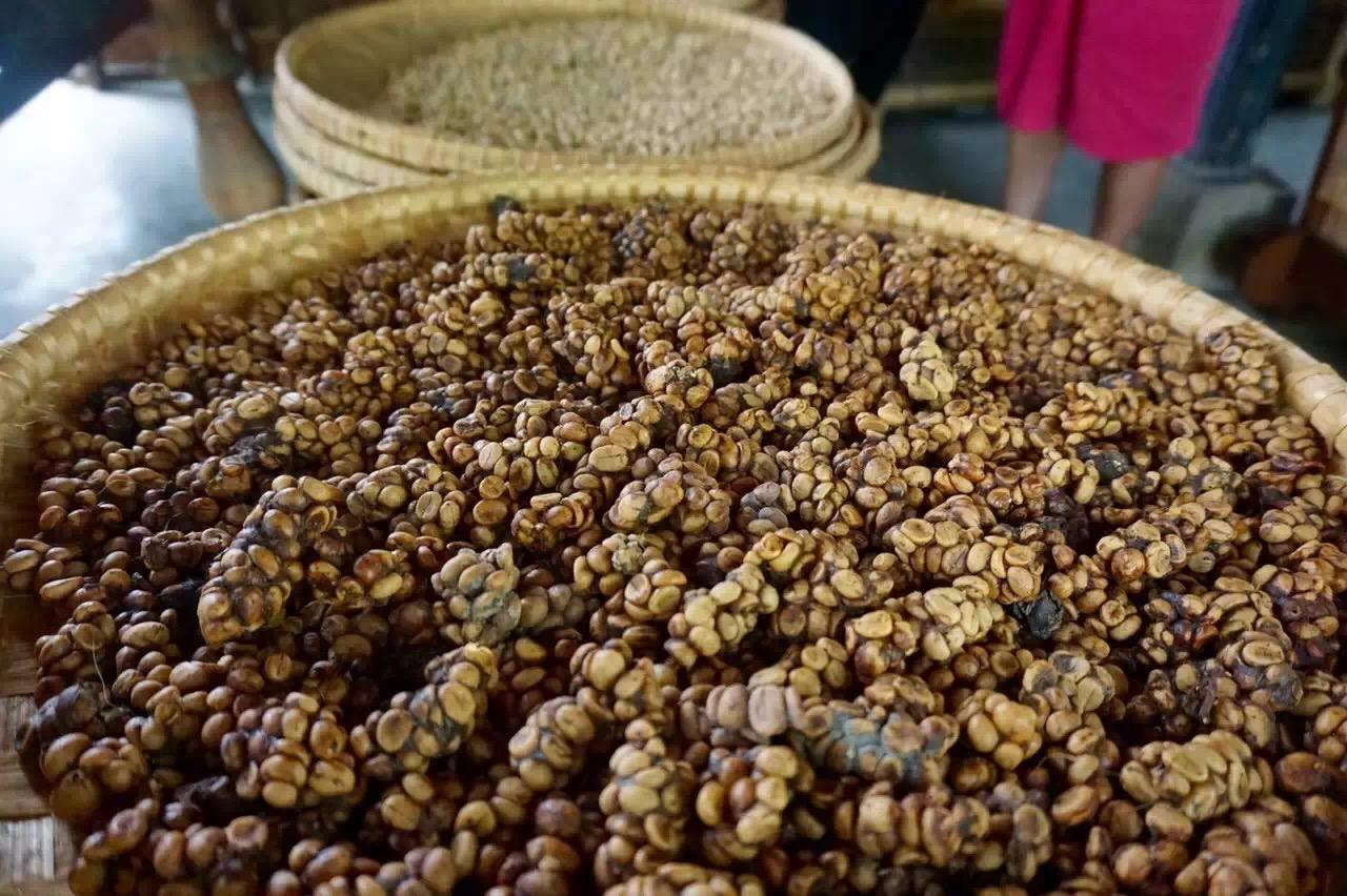 美味猫屎咖啡原来是这样来的有点残忍网友严厉抵制