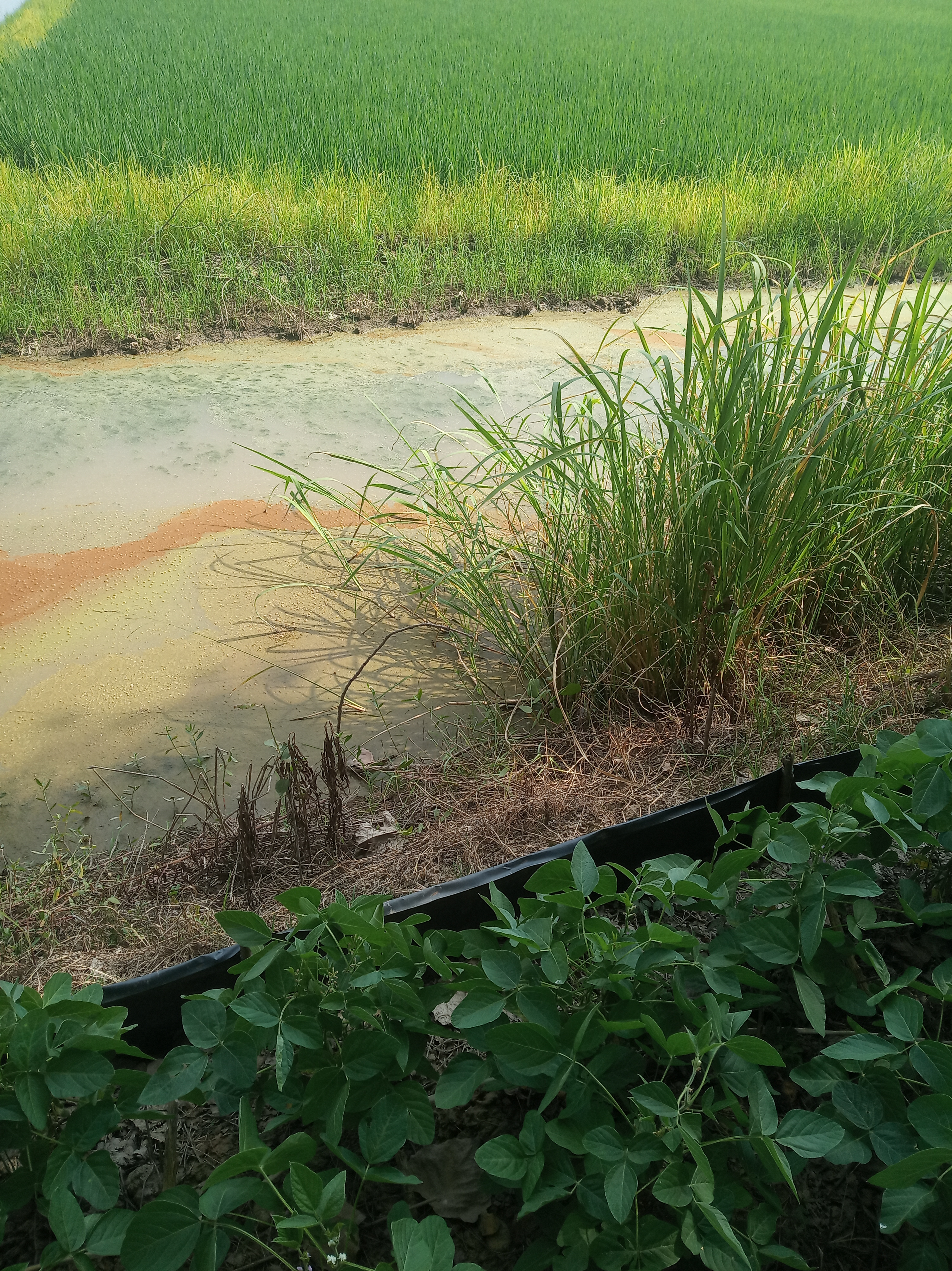 稻虾田环沟水面铺满了锈迹,这是什么原因引起的?如何处理?