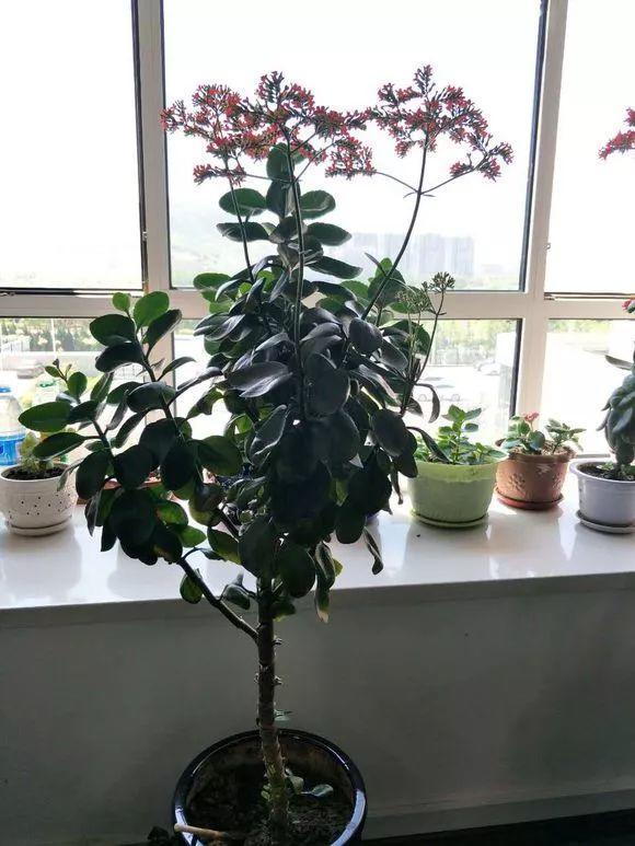 长寿花半年养成"长寿树",长成1米9大高个,真气派!