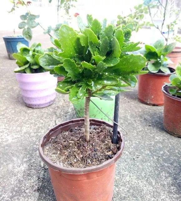 长寿花半年养成"长寿树",长成1米9大高个,真气派!