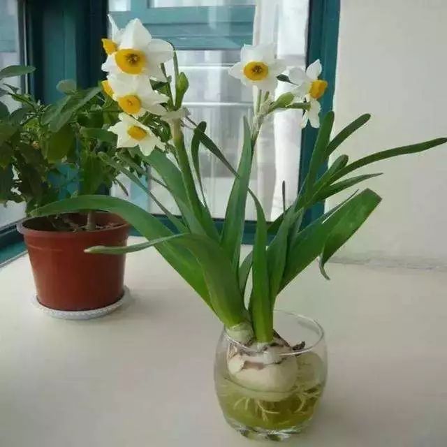 这几种水做的植物喜欢养花的人家里必须要有一盆