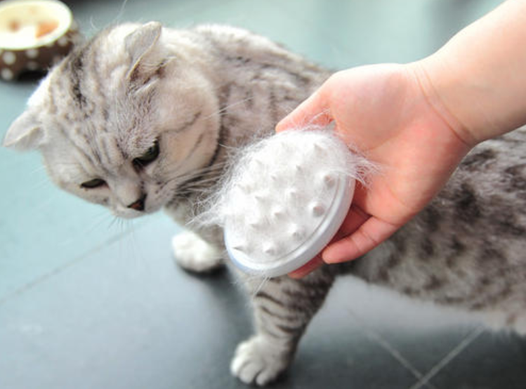 给猫咪梳毛