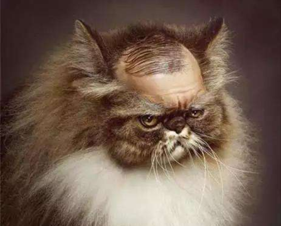 月亮睡了你不睡你是秃头小宝贝为啥猫咪每天熬夜没见秃头呢