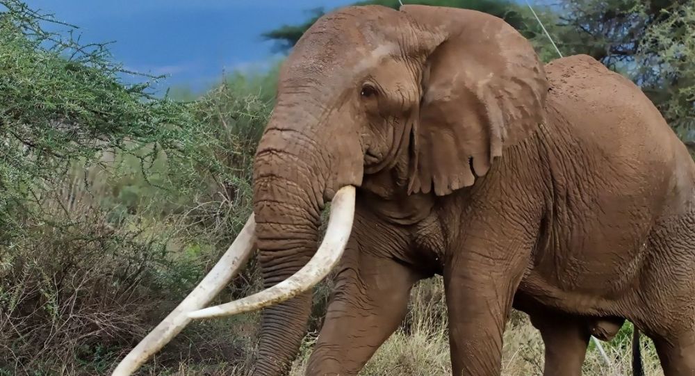 世界上最大的大象图片图片