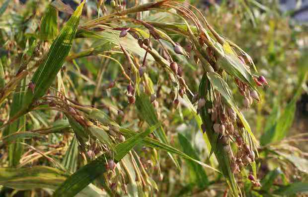 现在广泛分布于亚洲的热带和亚热带.