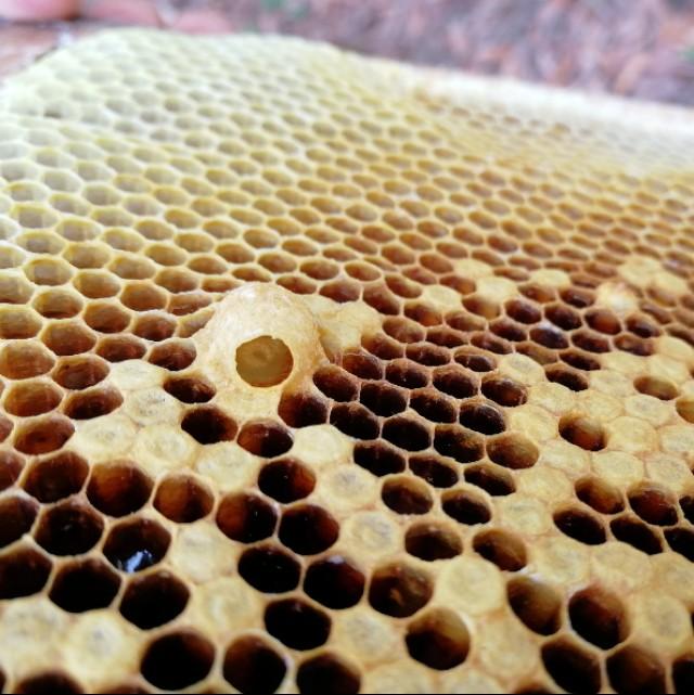 分别是控温,传递信息素,清理旧王台,增加牢固性,维持蜂王幼虫的恒温