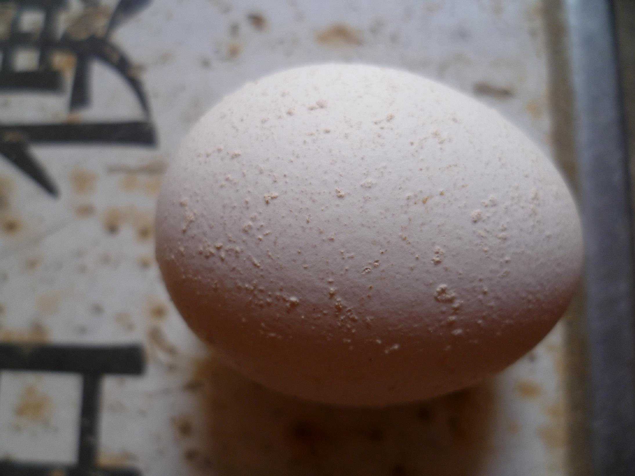种鸽产软壳蛋麻壳蛋该怎么办