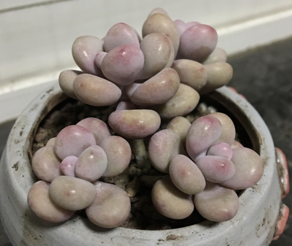 桃蛋养成羊屎蛋灰头土脑做好2点灰蛋变粉蛋