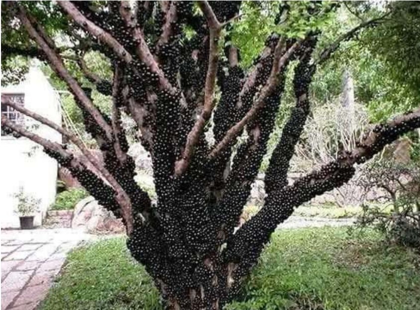 此地有一种水果原产巴西说是葡萄很多人没吃过有人说坑爹