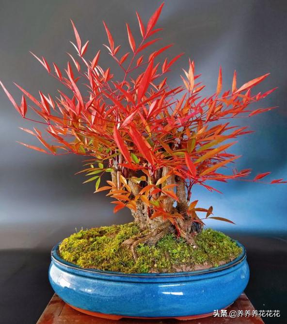 火焰南天竹,叶片红似火,养护简单,养一盆放家里太喜庆了吧!