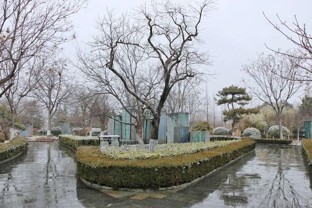 雪中临沂书法广场腊梅