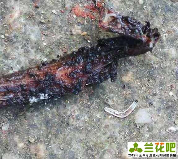 兰花盆里老是生线虫怎么办