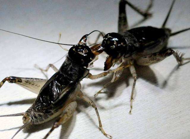 一只蟋蟀引发的连锁反应不足两千字却是聊斋中最好的作品之一