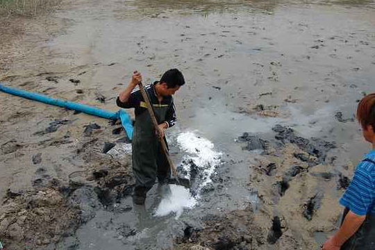 生石灰使用过多对小龙虾养殖环境有哪些危害?养殖户如何处理?