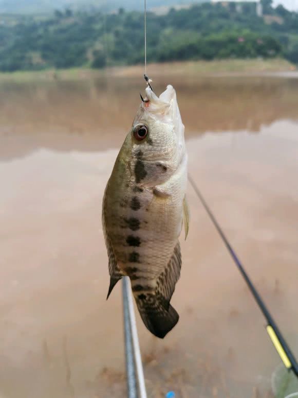 凶猛"变种罗非鱼种"入侵红水河流域,种群增长很快,将成祸害?