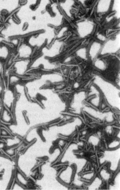 【新周刊】我是病毒，只输给恐惧并尊重我的人