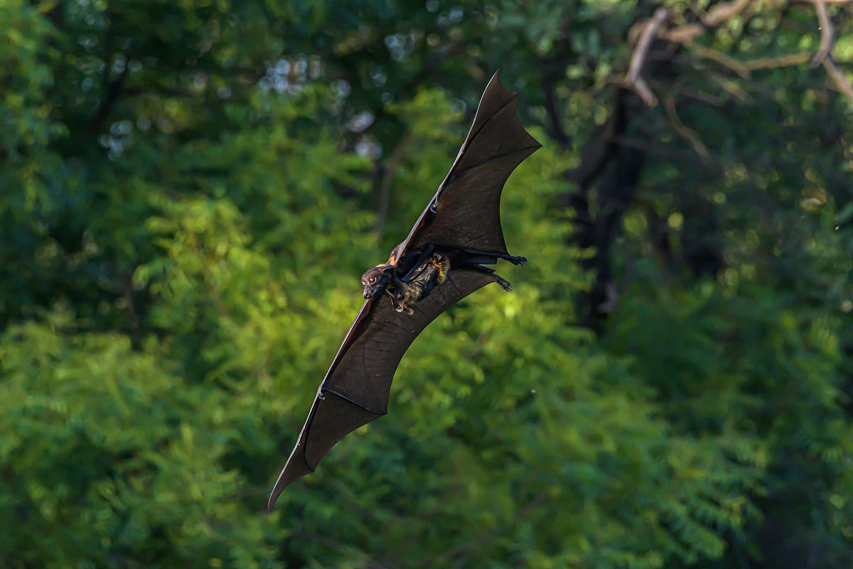 【新周刊】我是病毒，只输给恐惧并尊重我的人