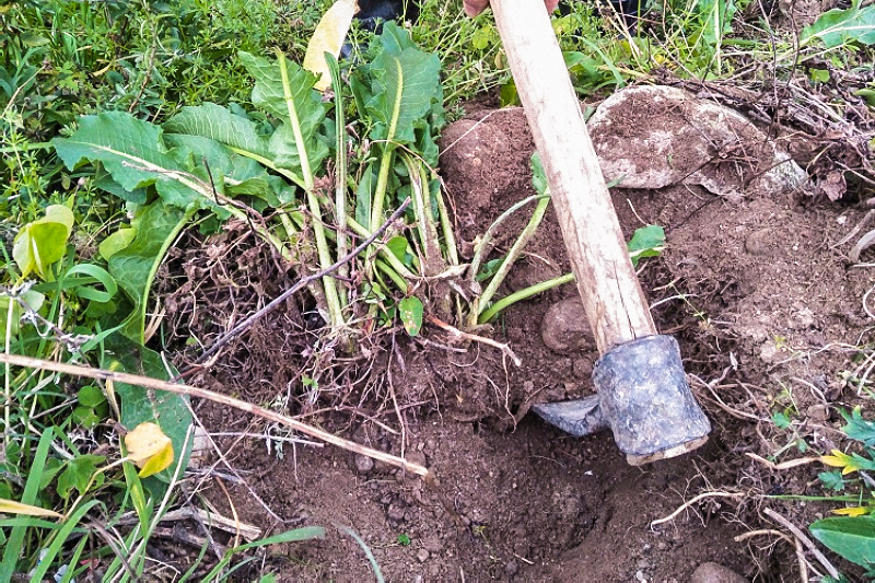 山里1种大叶菜若偶遇是福气辨认好目前20元一斤