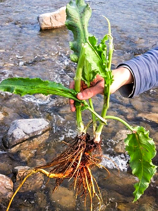 山里1种大叶菜若偶遇是福气辨认好目前20元一斤