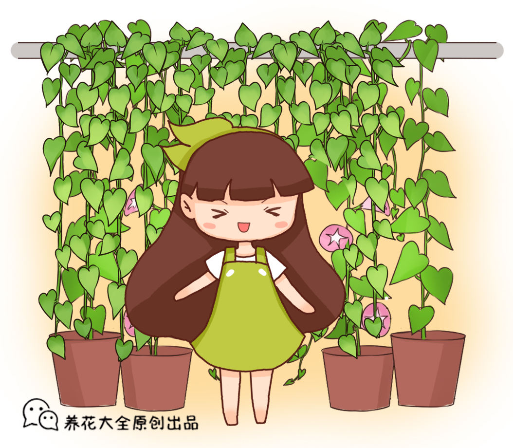 绿萝喂口"大补肥",嗖嗖爬满墙,家里气质蹭蹭长