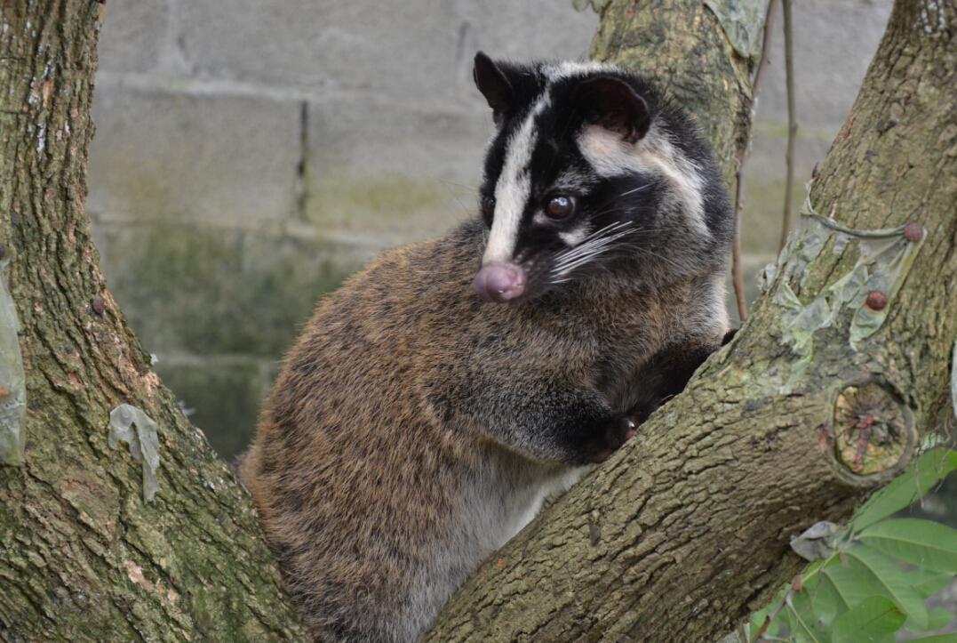 除了蝙蝠,对这9种野味也要"口下留情",最后一种叫人记忆犹新
