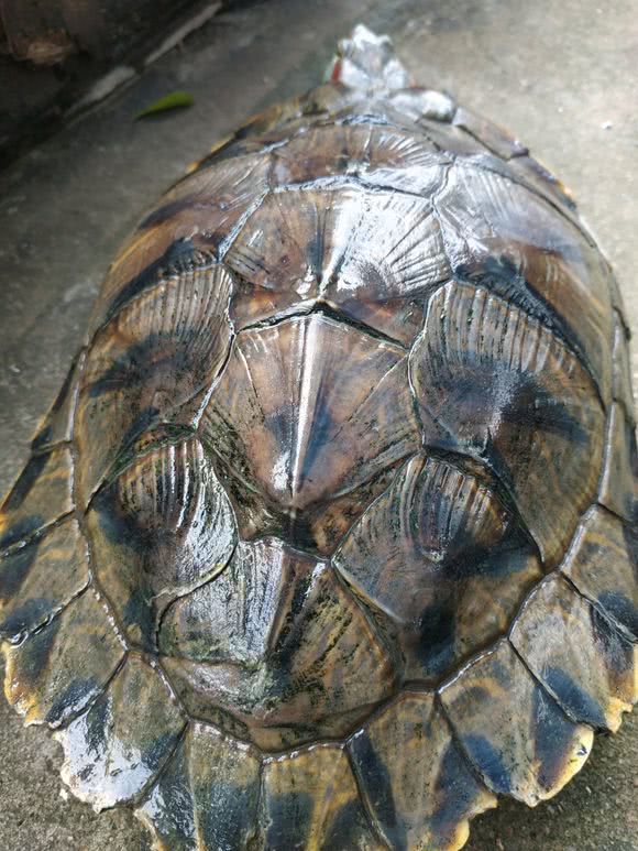 茂名一河道成龟河河边乌龟乱爬钓鱼男子钓起来好几只