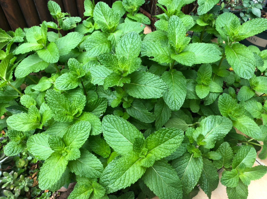 這種植物可以做菜葉子摘下能泡茶養人又養眼