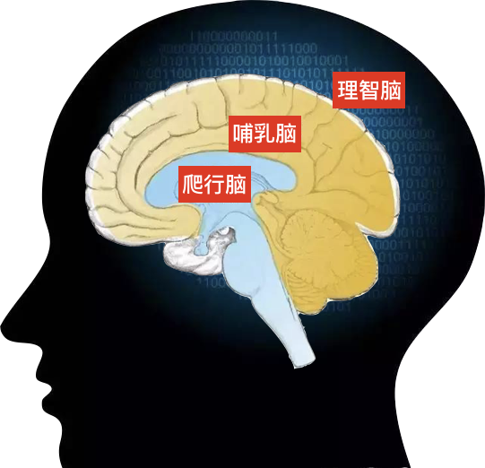 总对孩子大吼大叫因为大脑有这违章建筑快来学习反控制吧