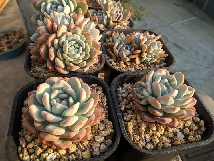 暖冬之下享受那一刻与多肉相伴的宁静