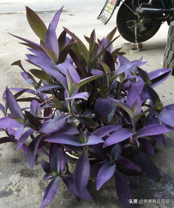 紫竹梅这样养,不干叶不烂根,直接爆盆,比花还好看!