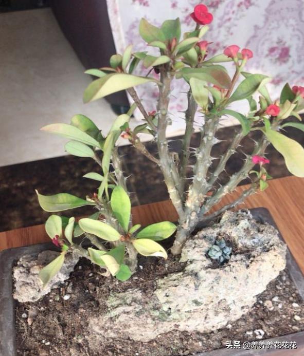 虎刺梅老是爱黄叶?教你"3招",叶绿花多开不断,再也不黄叶!