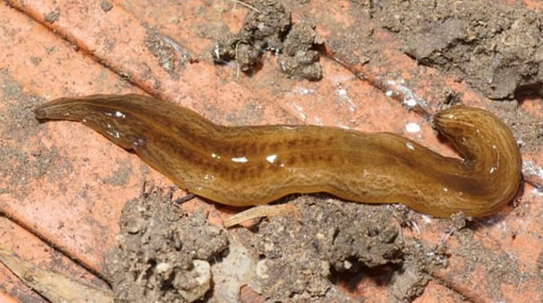 食肉蠕虫入侵欧洲占据法国75土地身体有数百只小眼睛