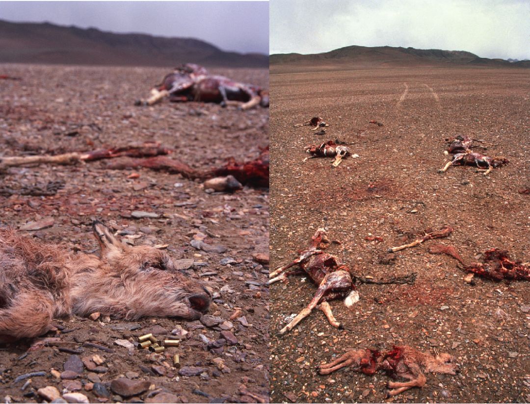 藏羚羊为什么被偷猎?因为消费