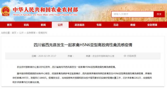 半岛晨报：突发！四川发生高致病性禽流感疫情，已扑杀2261只