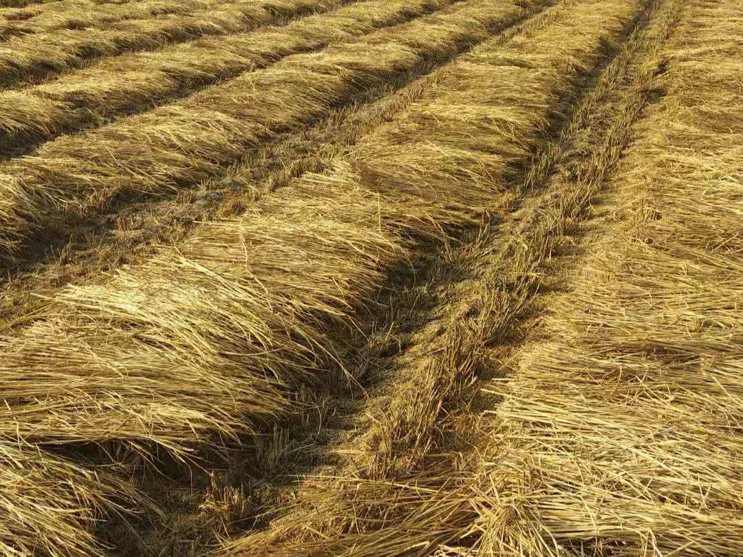 马上春耕了水稻秸秆不让焚烧有什么好办法解决利用