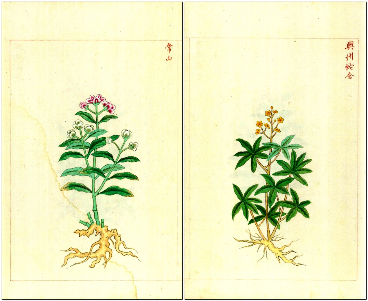 此古代画册可以当植物百科图来看也可以当成工笔和彩铅绘画范本