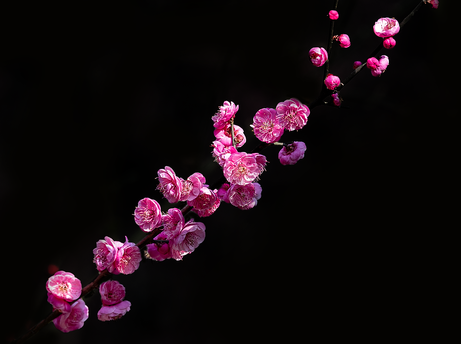 单纯的黑色背景梅花更显高雅纯洁之美