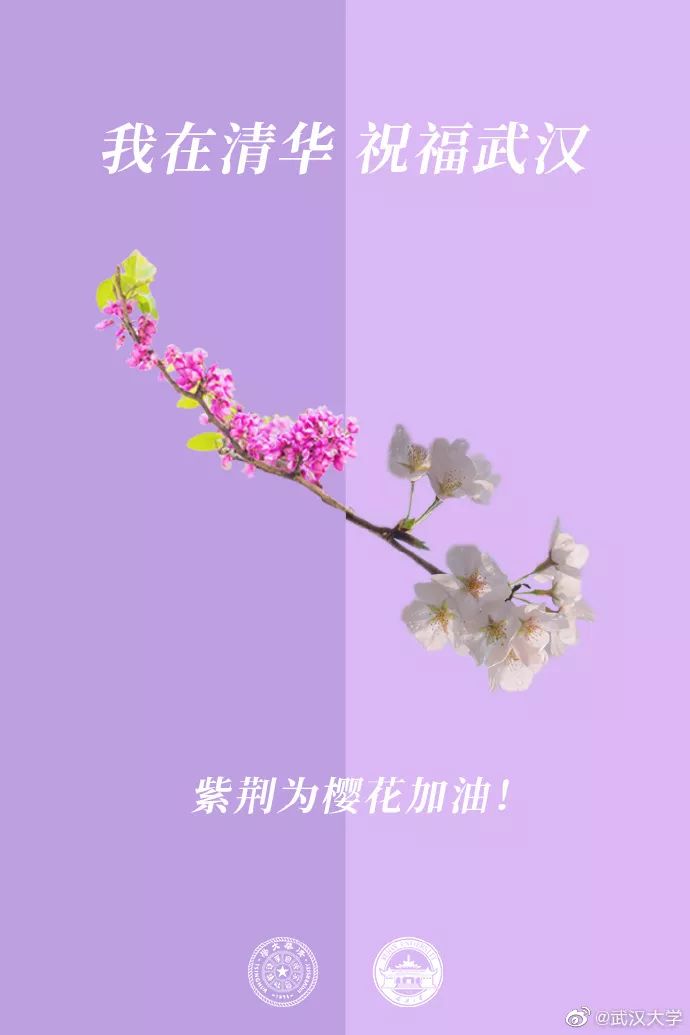「人民日报」校花送祝福！春天总会到来，珞珈樱花会照常盛开