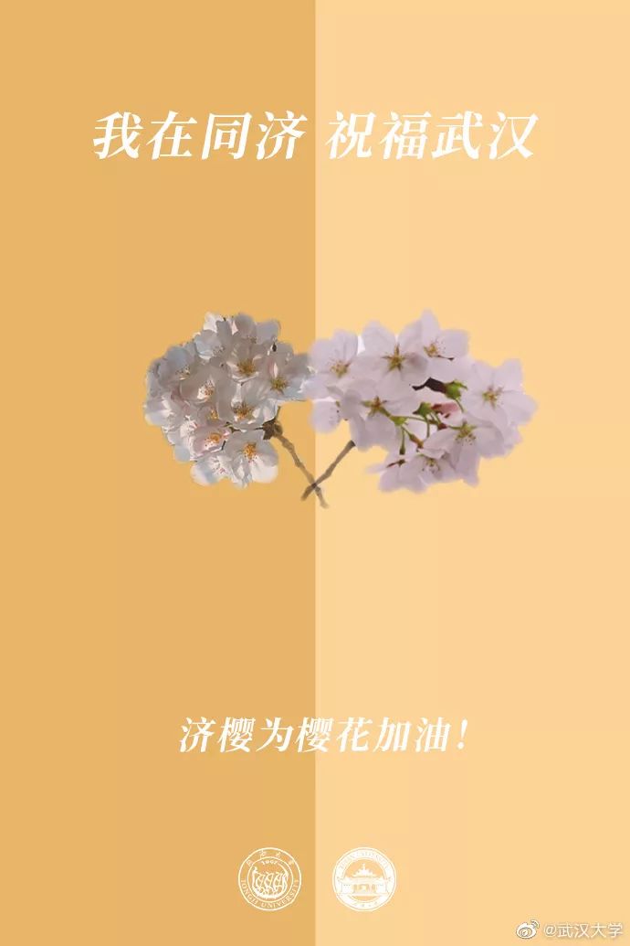 「人民日报」校花送祝福！春天总会到来，珞珈樱花会照常盛开